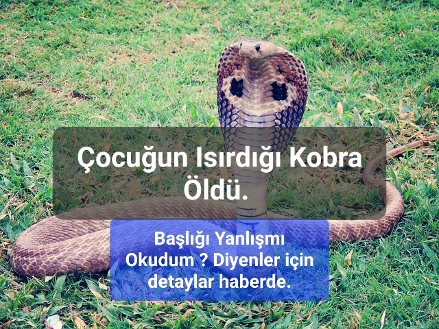 Çocuğun Isırdığı Kobra Öldü.