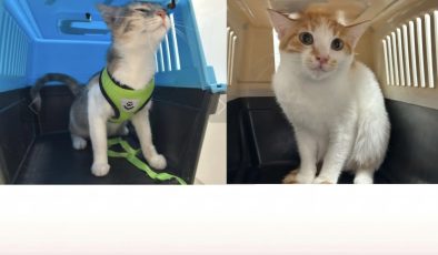 Türkiye’den Getirilen İki Kedi Karantinaya Alındı.