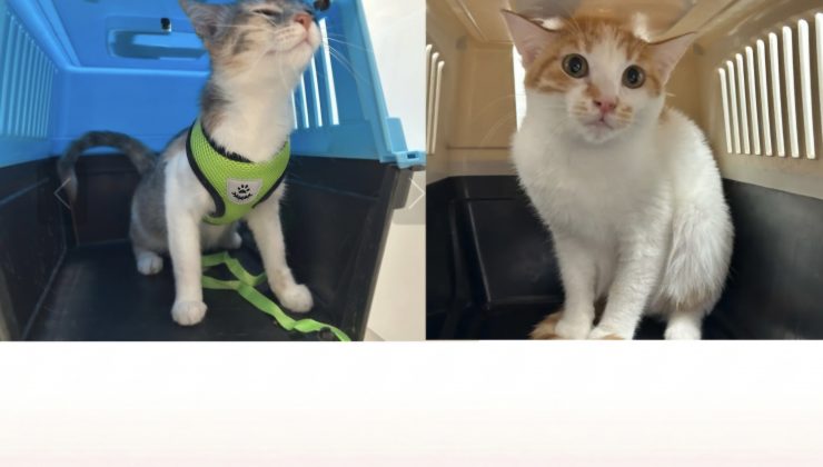 Türkiye’den Getirilen İki Kedi Karantinaya Alındı.