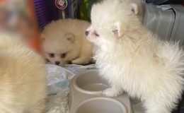 Kapıkule’de 6 Pomeranian yavrusu kaçakçılık operasyonunda kurtarıldı