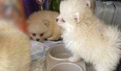 Kapıkule’de 6 Pomeranian yavrusu kaçakçılık operasyonunda kurtarıldı