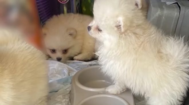 Kapıkule’de 6 Pomeranian yavrusu kaçakçılık operasyonunda kurtarıldı