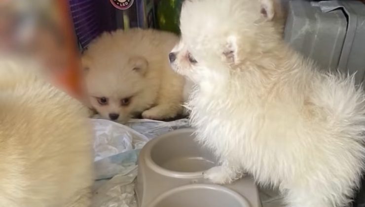 Kapıkule’de 6 Pomeranian yavrusu kaçakçılık operasyonunda kurtarıldı