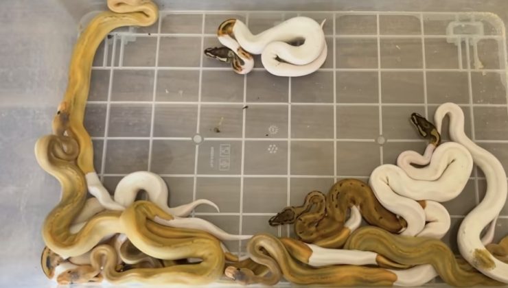 Kapıkule’de çöp konteynerinde 67 canlı piton ele geçirildi